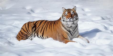 Tiger In The Snow Photograph By Jack Nevitt Pixels
