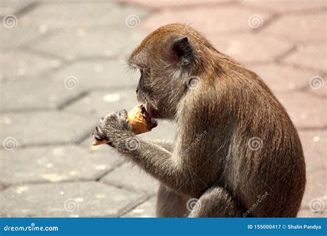 A Monkey Eating An Ice Cream Stock Image Image Of Sitting Malaysia