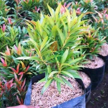 Semua jenis begonia yang populer, termasuk rex, tuberous, rhizomatous, atau semperflorens, adalah tanaman hias yang aman untuk penderita alergi. Aneka Bunga Hias Untuk Taman | Ideku Unik