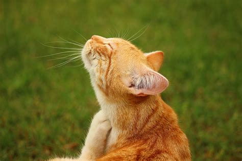 Sheldrake surveyed dog and cat owners about whether their animals seemed to know when they were on their way home. Will Dog and Cat Fleas Bite Humans? | Flea Bites on Humans ...