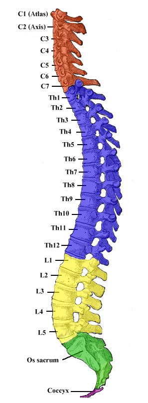 73a General Characteristics Of The Spine Medicine Libretexts