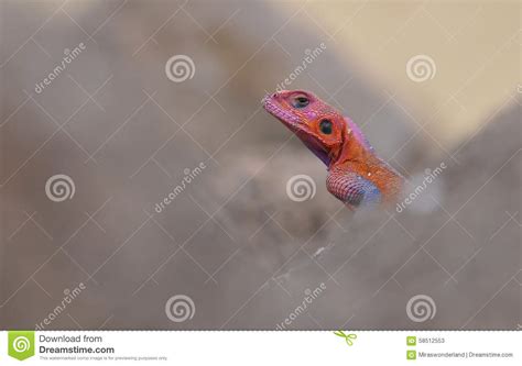 Red Headed Rainbow Lizard Portrait Stock Image Image Of