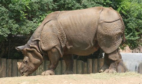 Indian Rhinoceros Animal Wildlife