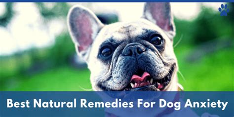 Best Natural Remedies For Dog Anxiety Anxiety In Dogs