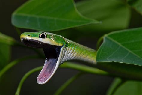 Springfield Plateau Semi Smooth Green Snake