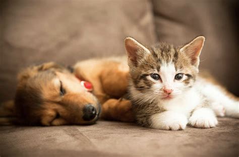 Can a Business Question the Need for Multiple Assistance Animals