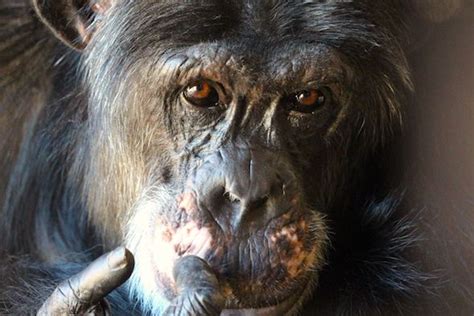 Learning To Speak Chimp Chimp Chimpanzee Learn Sign Language