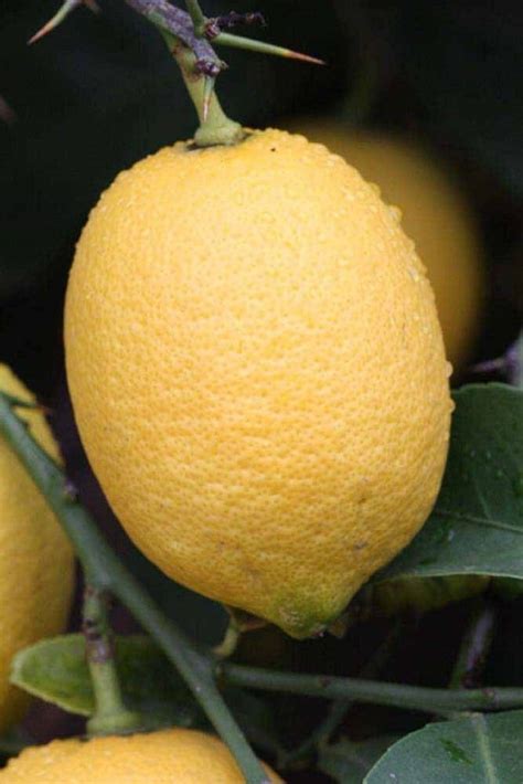 Different Types Of Lemons With Pictures Best Lemon Varieties