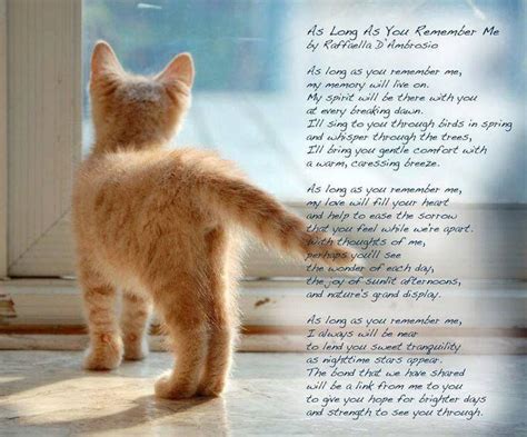 Pet Cat Loss Quotes And Poems Zulema Wayne