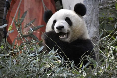 Giant Panda Meng Lan At Beijing Zoo In 2018 Panda Bears Giant Panda