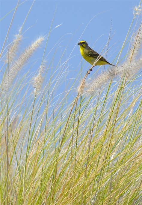 200 Birds Introduced Birds Of The Big Island Hawaii Song Birds