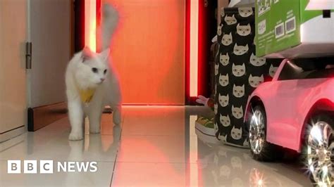 The Cat With More Than 50000 Social Media Followers Bbc News