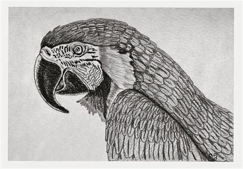Pencil Drawing Macaw Drawing By Aeden Teshale Pixels