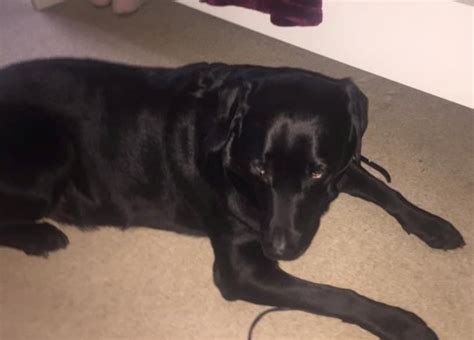 Bouncer The Labrador Has Tumour Lump The Size Of A Football Removed