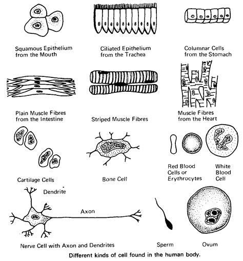 Specific name of animal cell/tissue. www.arthursclipart.org | Science cells, Teaching biology ...