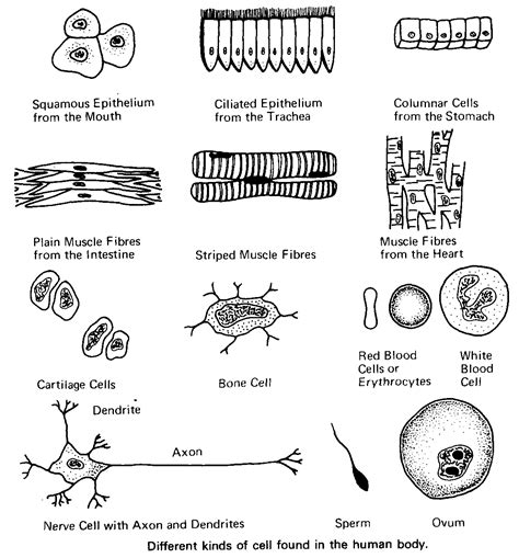 Different ways of generating probes page. www.arthursclipart.org | Science cells, Teaching biology ...