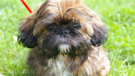 The tsa dogs are available for adoption in san antonio, and anyone outside the state that wants to adopt one of these dogs. 55+ Shih Tzu Puppies For Adoption Near Me - l2sanpiero