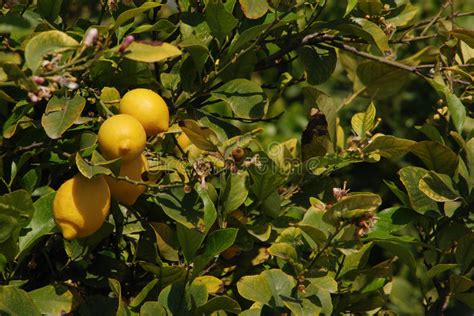 Lemon Tree Orchard Stock Photos Download 2762 Royalty Free Photos