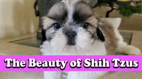 The Beauty Of Shih Tzus Shih Tzu Puppy Youtube