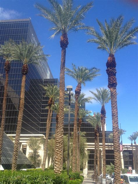 Las Vegas Palm Trees A Pretty Fix