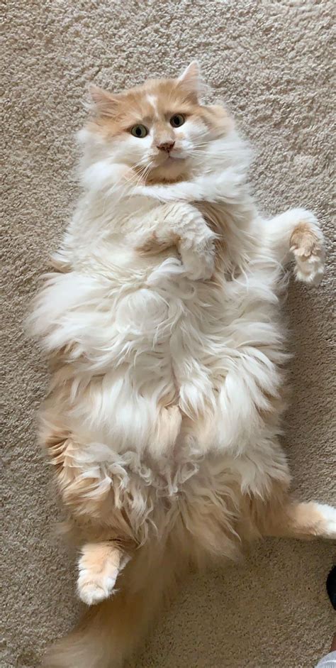Beautiful Cat Showing Off Her Fluffy Belly Catbelly Curledpaws