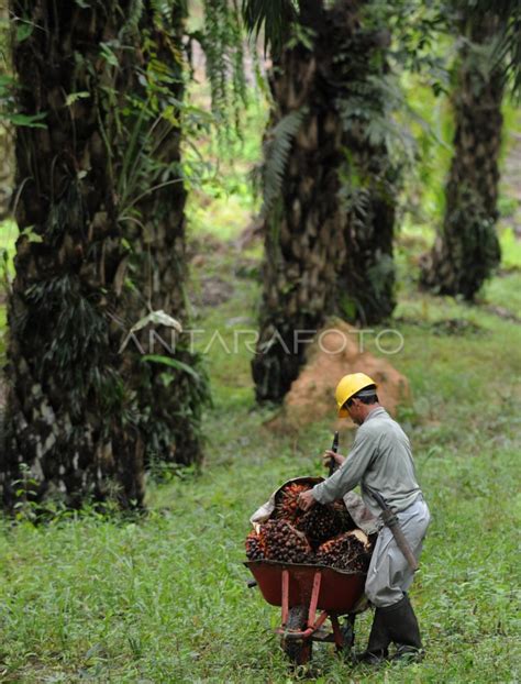 Hutan Konservasi Antara Foto