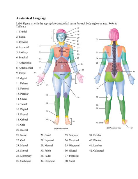 Aandp 1 Lab Exercise 1 Lab Worksheet Anatomical Language Label Figure