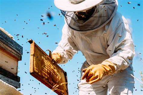 Beekeeper Working Collect Honey Stock Photo Download Image Now Istock