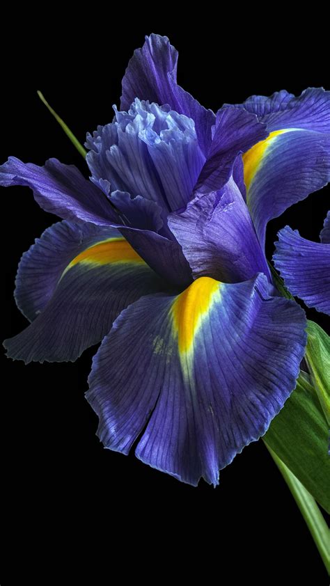 Irises Purple Flowers 5k Wallpapers Hd Wallpapers Id 29141
