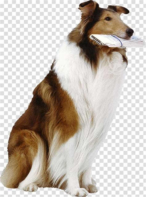 German Shepherd Lassie Cat Dog Breed Dog Transparent Background Png