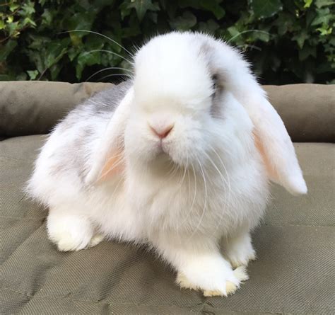 For Sale Benjamins Bunnies Breeder Of Mini Lop Rabbits