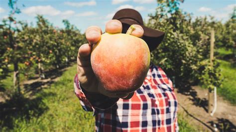 Fruit Picking Jobs In Nsw Australia Wwb