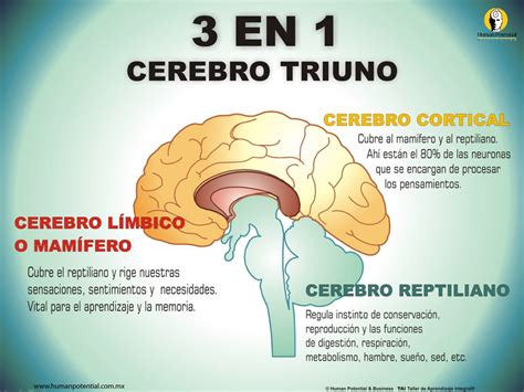 Cerebro Triuno Paul MacLean Plantea Que Contamos Con Tres Sistemas Que