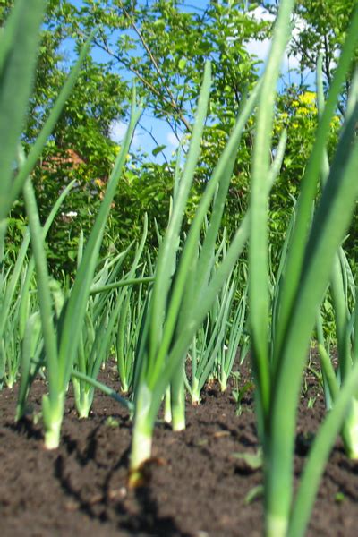 Onion varieties vary in their natural dormancy periods. Planting Spring Seed Crops - How To Get The Garden Growing ...