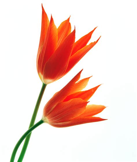Orange Flowers Against White Background Photograph By Panoramic Images