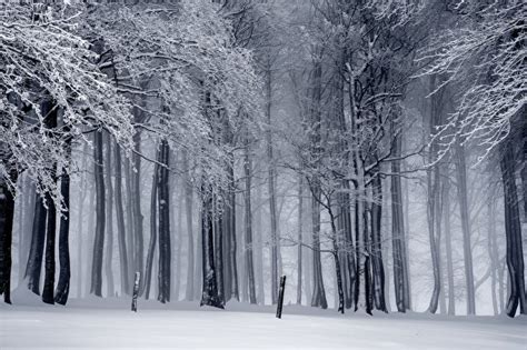 Images Fog Winter Nature Snow Forest Trees 600x399