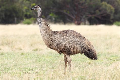 Emu Wikipedia