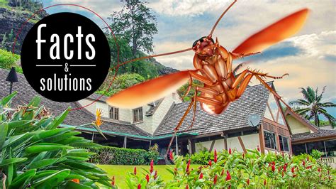 A Guide To Cockroaches In Hawaii Cockroach Facts