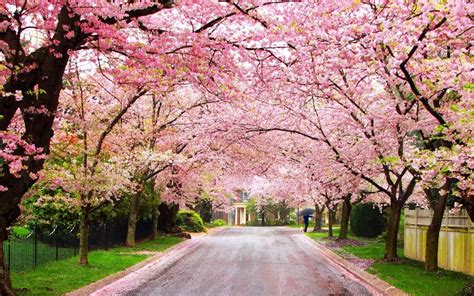 Spring Is Here Top 10 Flowering Trees Mckinley Arborists