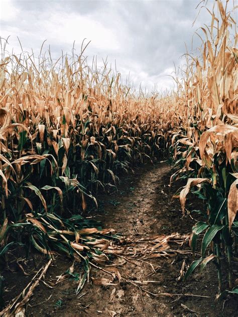 Corn Maze Wallpapers Wallpaper Cave