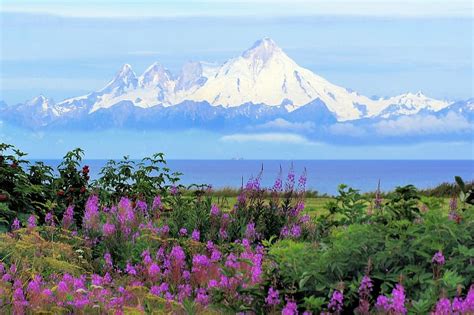 Hd Wallpaper Mountain Surrounded By Purple Flowers Alaska Kenia Mt