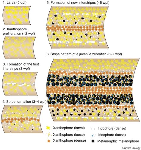Zebrafish Stripes As A Model For Vertebrate Colour Pattern Formation