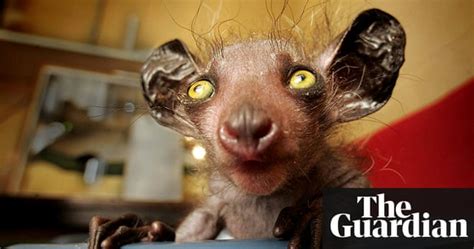 The Worlds Ugliest Animals In Pictures Environment