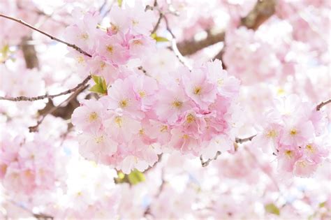 Fotos Gratis árbol Rama Dulce Pétalo Florecer Comida Primavera