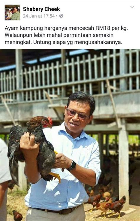 Marzuqbayu.com penternakan ayam kampung kacuk komersial di karak, pahang menjana ekonomi yang menguntungkan. AYAM KAMPUNG KOI (AFLEGACY RESOURCES): AYAM KAMPUNG KACUK