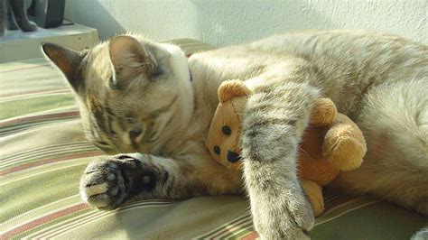 Cute Cat With Teddy Bear Stock Video Footage Storyblocks