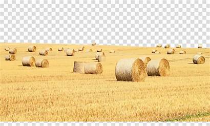 Hay Field Clipart Farm Straw Agriculture Transparent