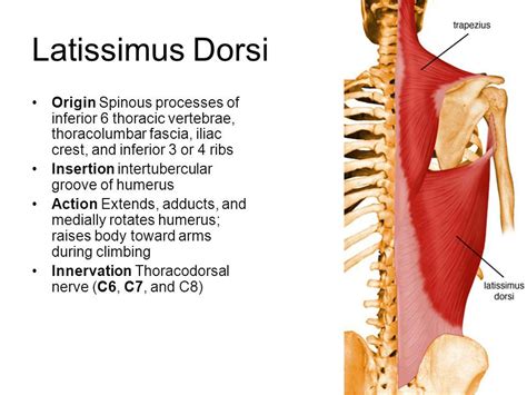 Latissimus Dorsi Muscle Origin And Insertion