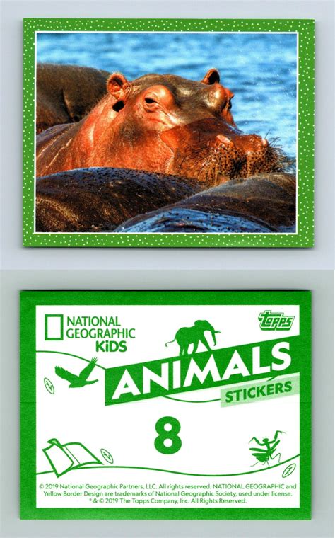 Hippopotamus 8 National Geographic Kids Animals 2019 Topps Sticker