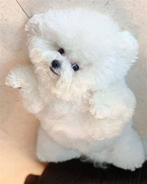 14 Pictures Only Bichon Frise Owners Will Think Are Funny | Page 3 of 5 ...